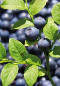 bilberry